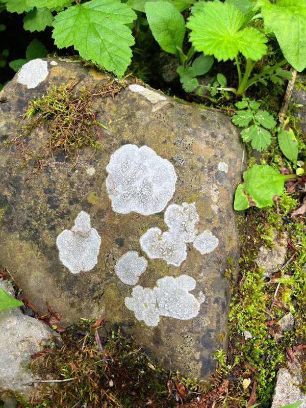 满瑞网 邓生沟里的植物盲盒